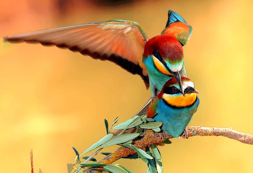 Love Birds, beautiful HD wallpaper