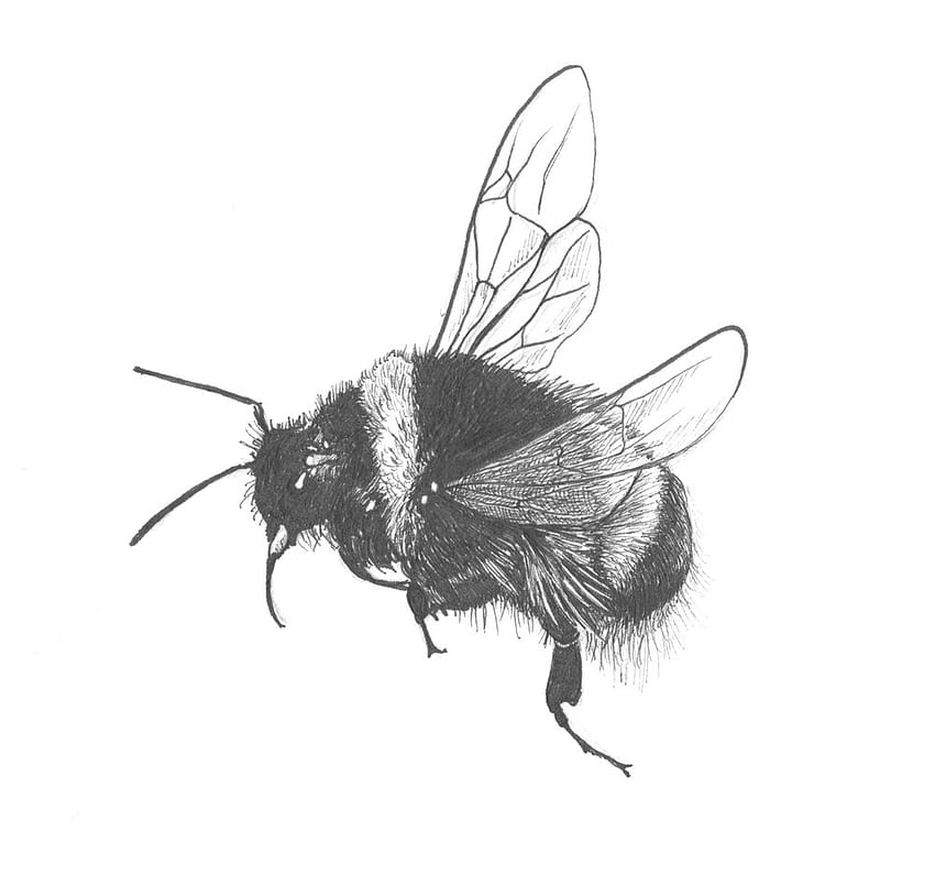Yaban Arısı Bilimsel Çizimi. Keşfetmek HD duvar kağıdı