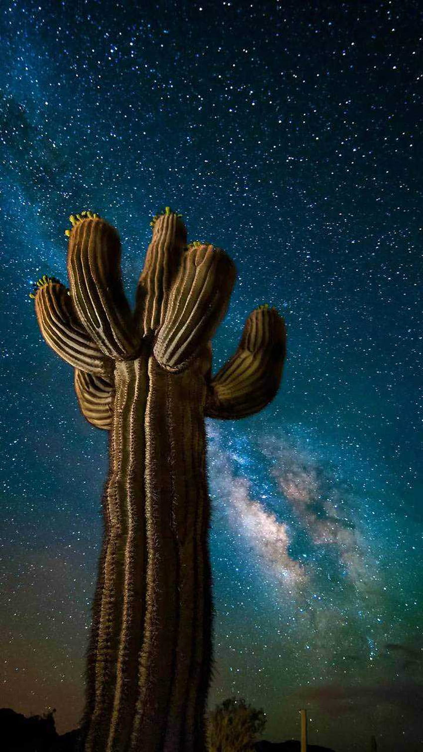 iPhone Cactus - Awesome, Cool Cactus HD phone wallpaper