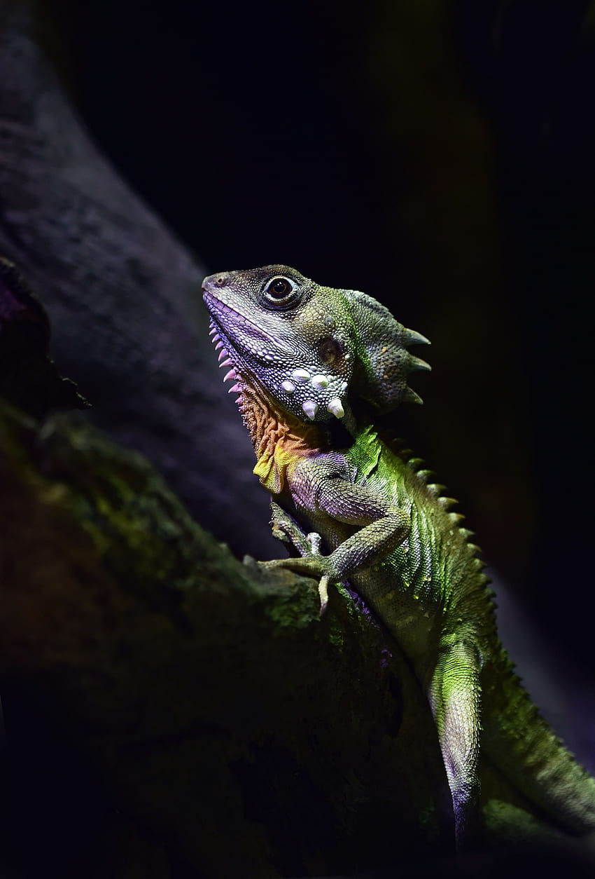 Tiere, Eidechse, Reptil, australischer Walddrache HD-Handy-Hintergrundbild