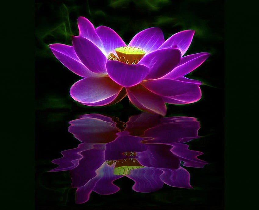 Lotus reflections, purple, reflection, flower, lous, water HD wallpaper |  Pxfuel