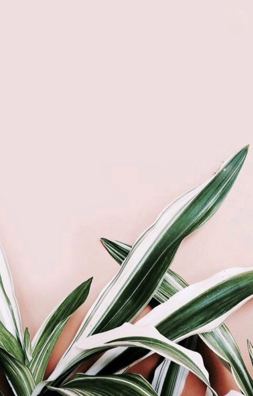 Long Leaves. Sidebar Nutrition. design. design. in 2019, Cute Aesthetic Plants HD phone wallpaper