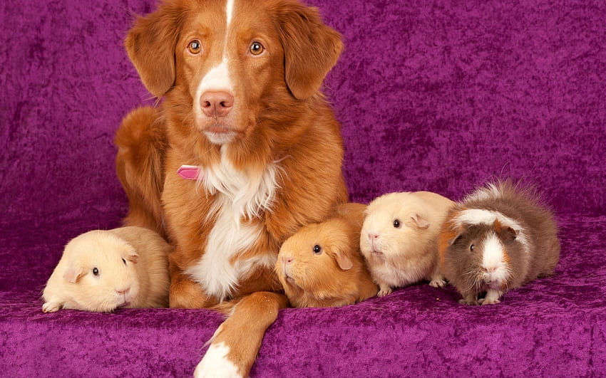Dog with guinea pigs, animal, Dog, guinea, pigs HD wallpaper