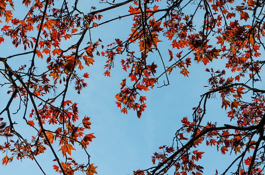 Nature, Sky, Leaves, Wood, Tree, Branches, Maple HD wallpaper