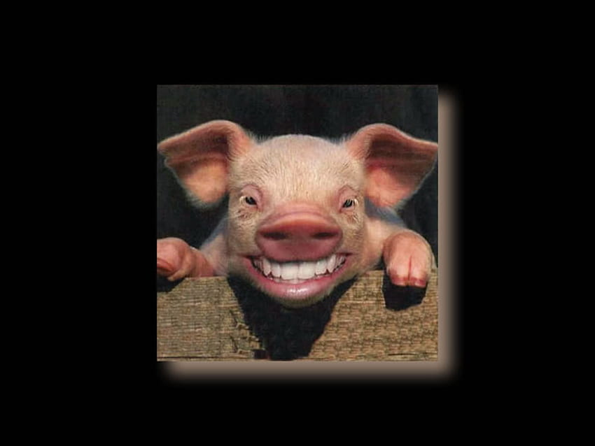 gülen domuzcuk kulaklar çirkin gülümseme domuz HD duvar kağıdı