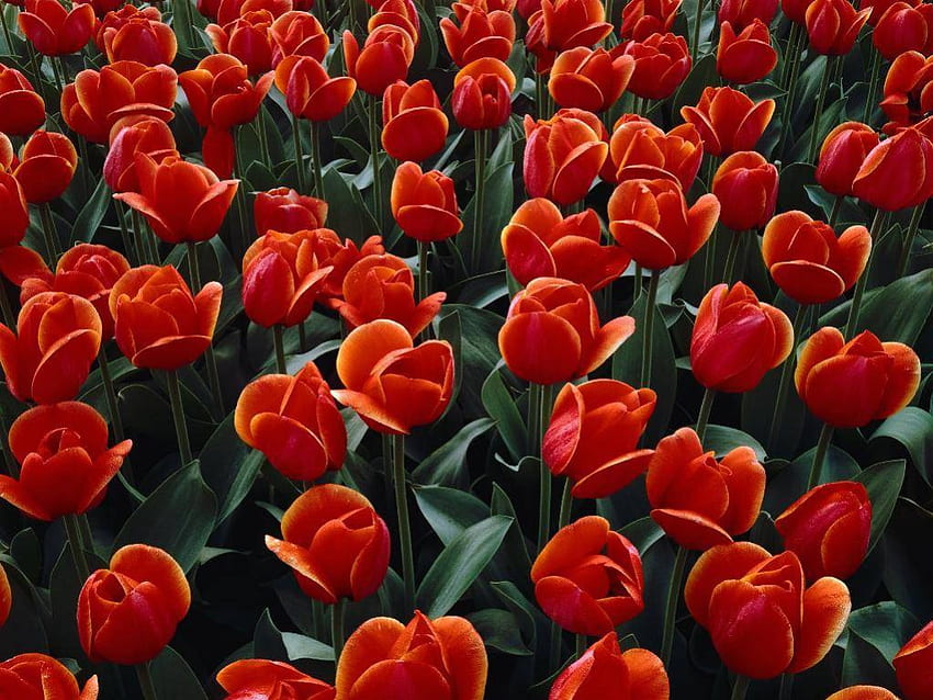 Tulipani rossi, campo, rosso, giardino, fiori, tulipani Sfondo HD