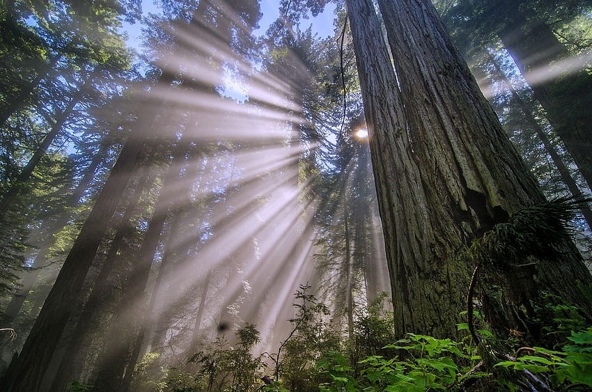 Giant Redwoods Of California HD wallpaper