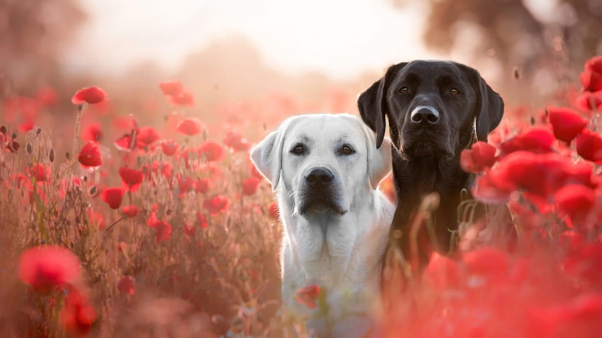 Labradors in Poppies . Background ., 2048X1152 Dog HD wallpaper | Pxfuel