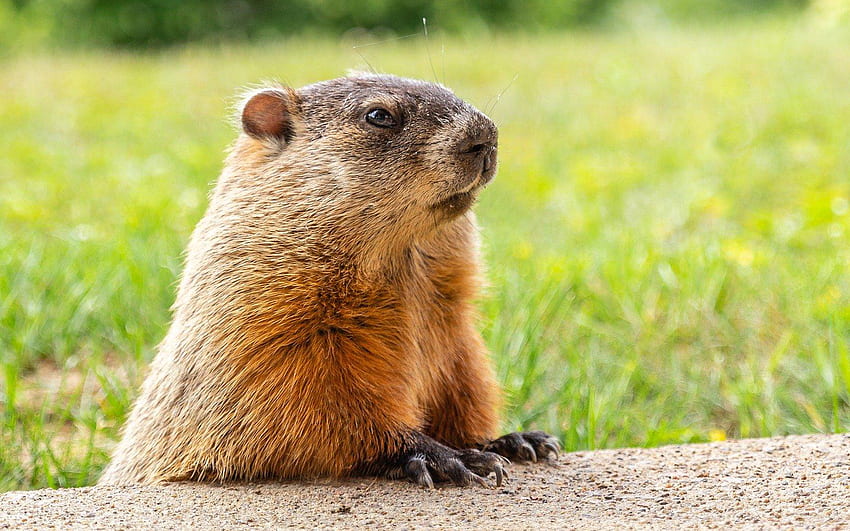Groundhog Day, February 2, Groundhog in the grass, woodchuck, Happy Groundhog Day, Groundhog, USA for with resolution . High Quality HD wallpaper