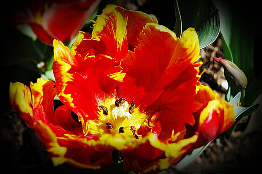 Tulip Passion, kolor żółty, kwiat, jasny, natura, wiosna, pomarańcza Tapeta HD
