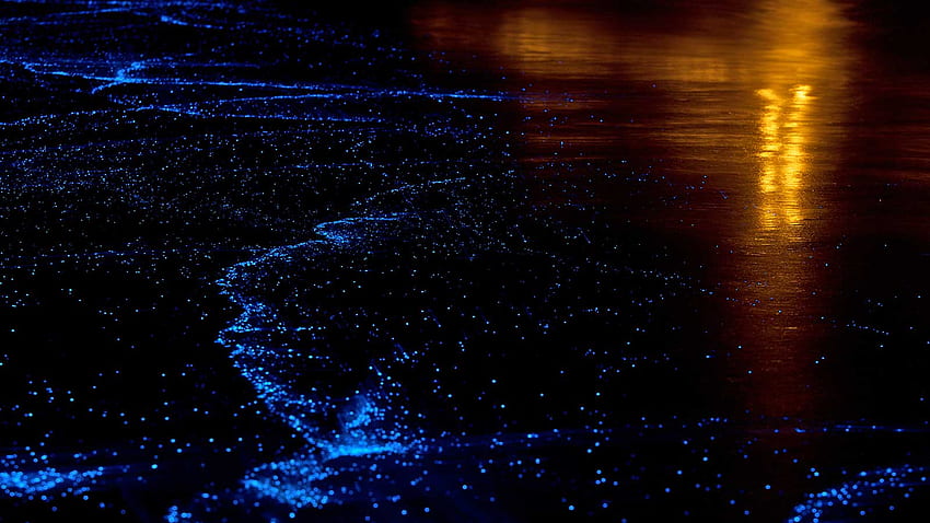 Plancton bioluminiscente - Maldivas hermosas en la noche, bioluminiscencia fondo de pantalla