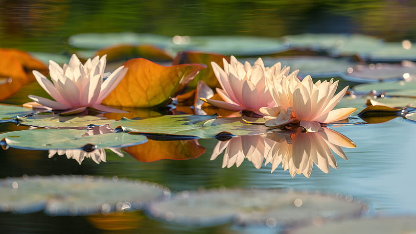 Водни лилии, листа, езерце, езеро, цветя, светлина HD тапет