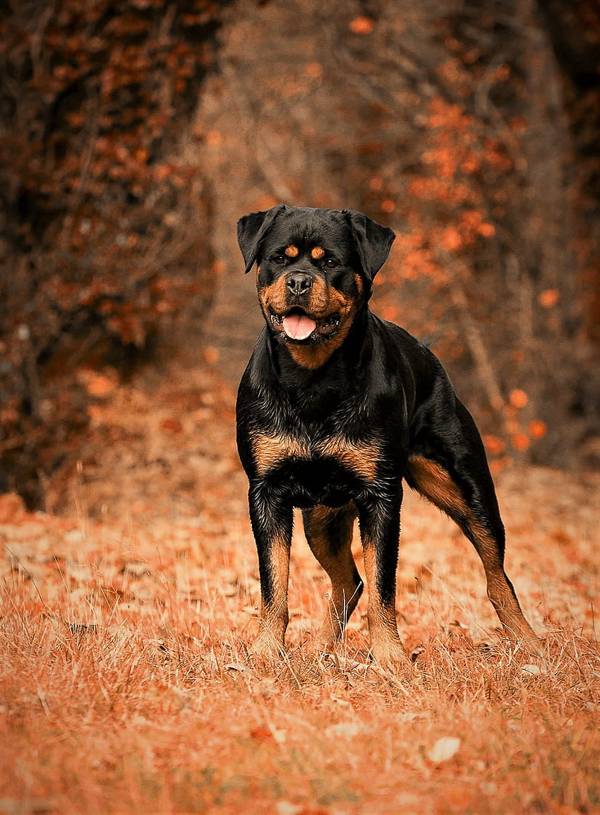 개, 가을, 동물, 산책, 로트와일러 HD 전화 배경 화면