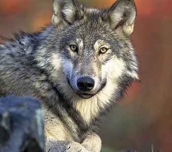 Wolfskampf, winter, hund, einsamer wolf, canis lupus, wolfsrudel, wolf