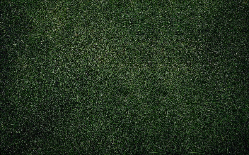 Grasgrüne Textur HD-Hintergrundbild