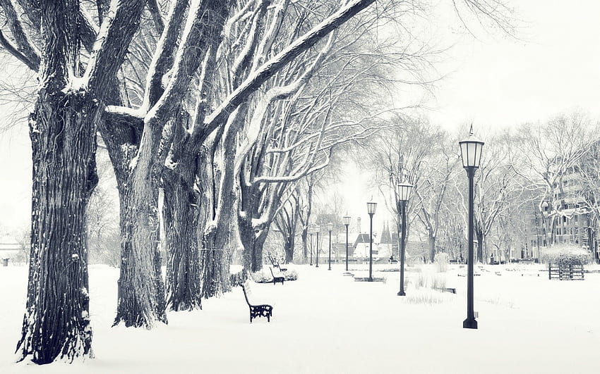 graphy, Landscape, Nature, Winter, Trees, Snow, Urban, City, Park, Bench / and Mobile Background HD wallpaper