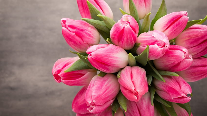 Tulipani freschi, rosa, fiori, fioritura, tulipani Sfondo HD
