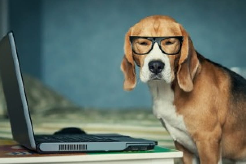 Anjing berkacamata dan PC, anjing, pc, kacamata, imut, lucu, kutu buku Wallpaper HD