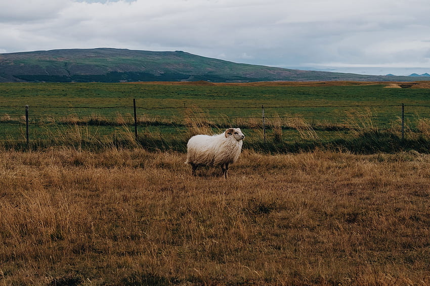 Zwierzęta, Trawa, Pastwisko, Baran Tapeta HD