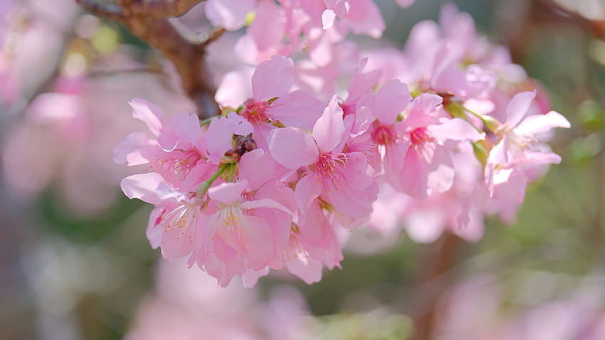 Pink Sakura Flower Petals Tree Branches In Blur Background Flowers HD ...