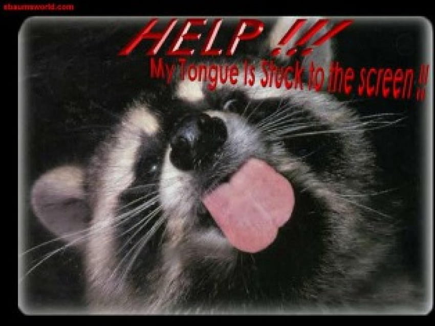 Help Me, help, racoon, tongue, screen, stuck HD wallpaper