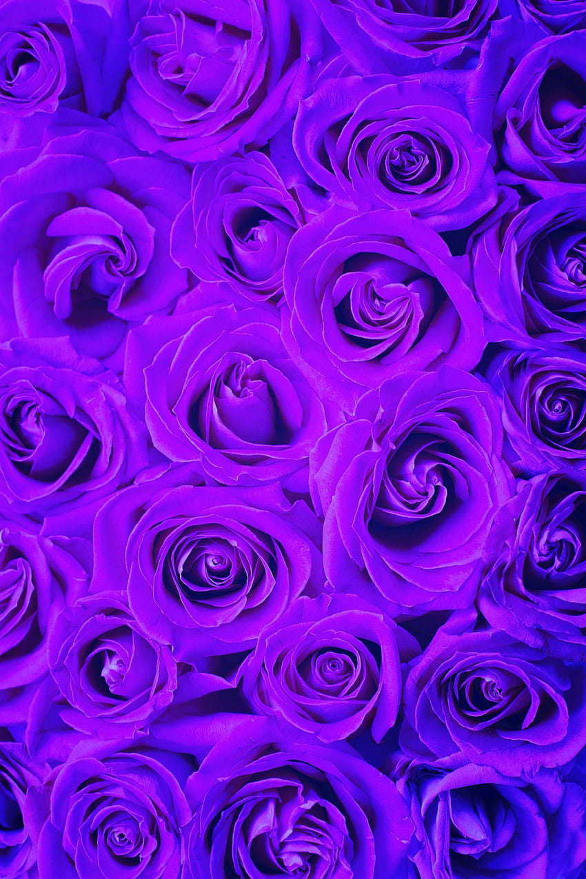 Mary Helen auf Lila. Lila, Lavendelästhetik, Rose HD-Handy-Hintergrundbild