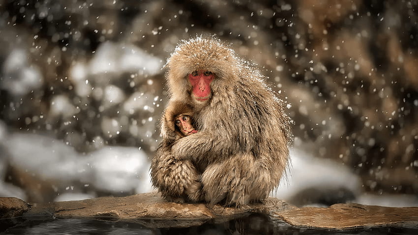 macaco japonés, macaca fuscata, mono de nieve, animal japonés fondo de pantalla