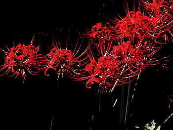 Red Spider Lily HD phone wallpaper | Pxfuel