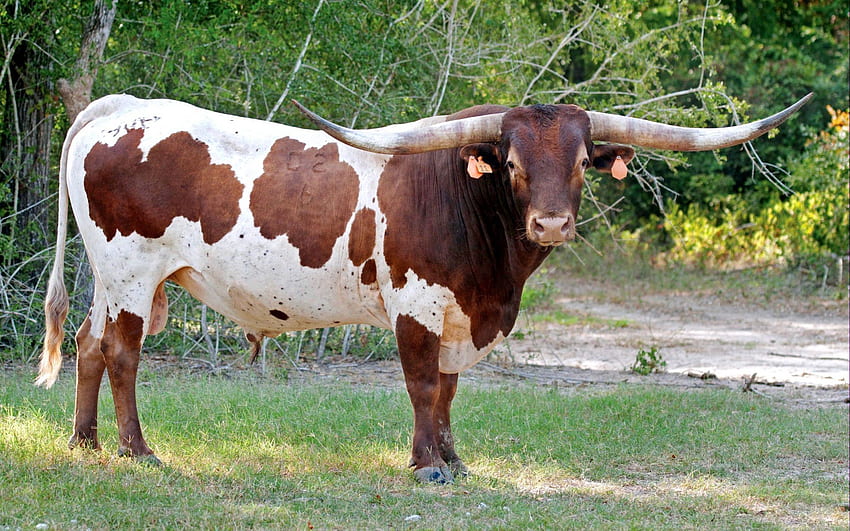 Animals, Grass, Huge, Horns, Pasture, Tag, Grazing, Bull HD wallpaper