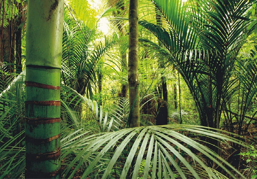 n Natur. Natur Dschungel Wildnis Pflanze 360 ​​cm x 270 HD-Hintergrundbild