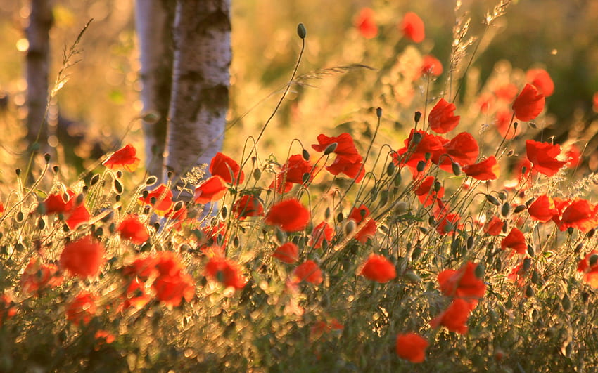 ทุ่งดอกป๊อปปี้ ฤดูร้อน ป๊อปปี้ ฟิลด์ กลีบ ต้นไม้ ธรรมชาติ ดอกไม้ หญ้า วอลล์เปเปอร์ HD