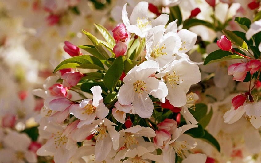 Primavera, boccioli, bello, albero, profumo, stagione, carino, fiori, freschezza, rami, fioritura, profumo, bello Sfondo HD