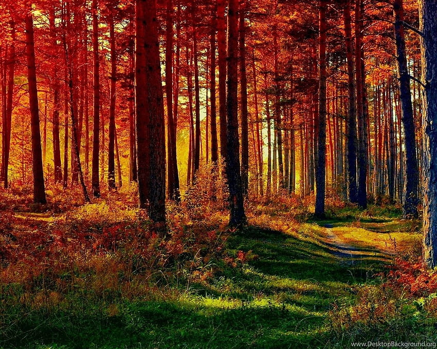Herbstwaldlehrpfad 1596 - Waldpfad . Hintergrund, Herbstwaldweg HD-Hintergrundbild