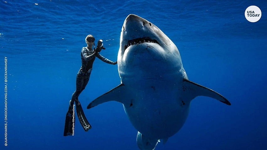 grande tubarão branco austrália, tubarão engraçado papel de parede HD