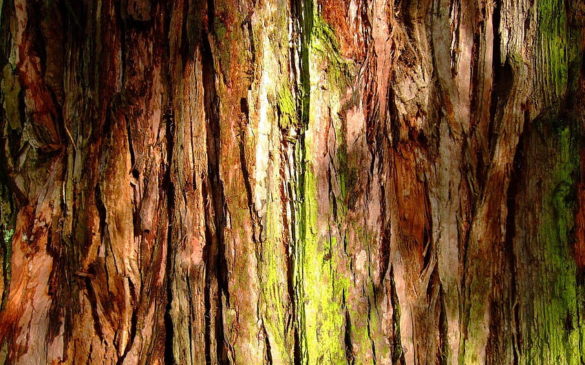 Tree Bark Wallpaper 4K