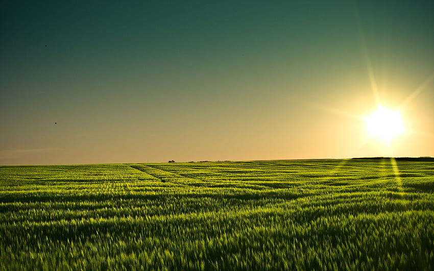 Feld - Aller überlegener Feldhintergrund, grüne Weiden HD-Hintergrundbild