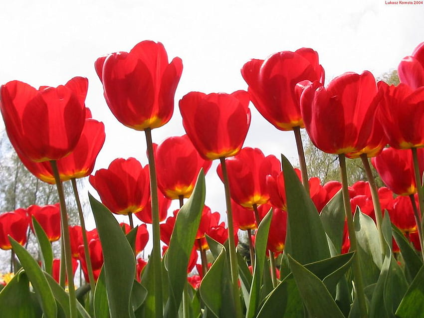 fleurs, bleu, tulipe, rose, terre, fleur, blanc, couleur, jardin, herbe, lis, vie, boîte, marguerite, vert, œillet, rouge Fond d'écran HD