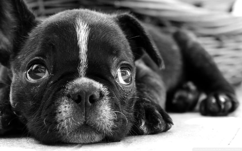 Черен френски булдог кученце ❤ за HD тапет
