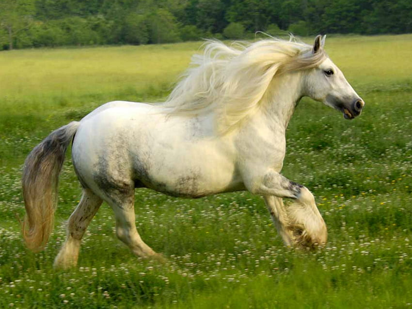 白い馬が走っています:)、馬 高画質の壁紙