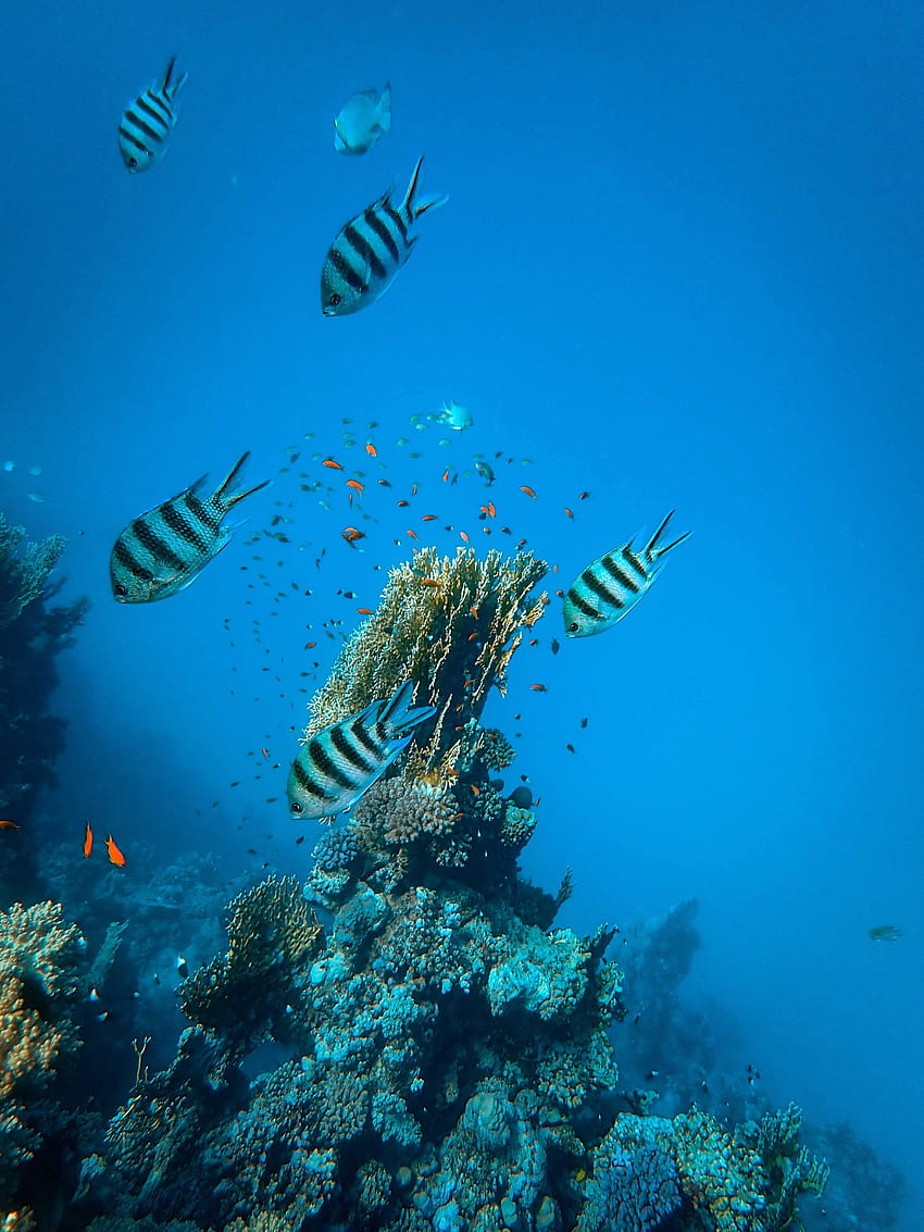 동물, 물고기, 산호, 수족관, 해초, 조류 HD 전화 배경 화면