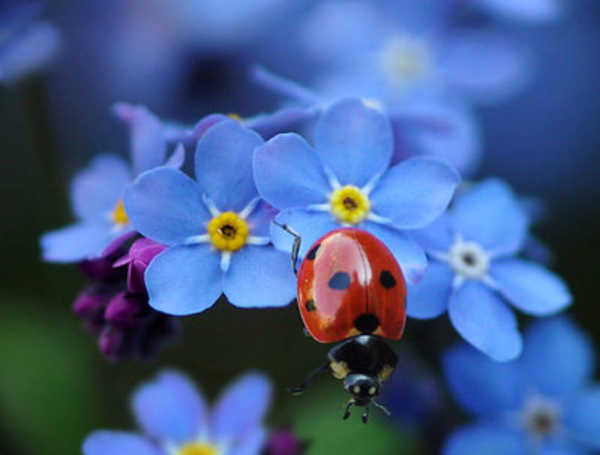 Help me im folling down, blue, flower, red, cute, nature HD wallpaper