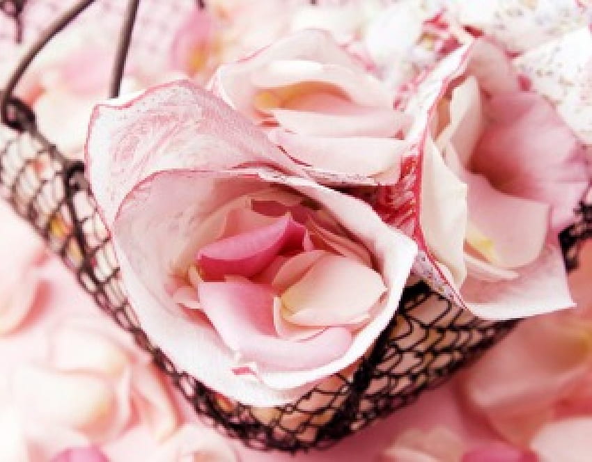 ピンクのバラの花びら、ピンク、ラマンティック、花びら、ガーリー 高画質の壁紙