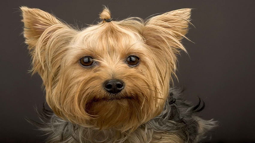 Animals, Dog, Muzzle, Yorkshire Terrier HD wallpaper