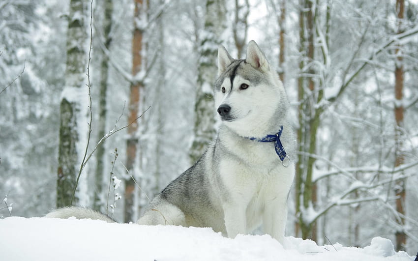 ฮัสกี้ ฤดูหนาว สัตว์ สุนัข ลูกหมา วอลล์เปเปอร์ HD
