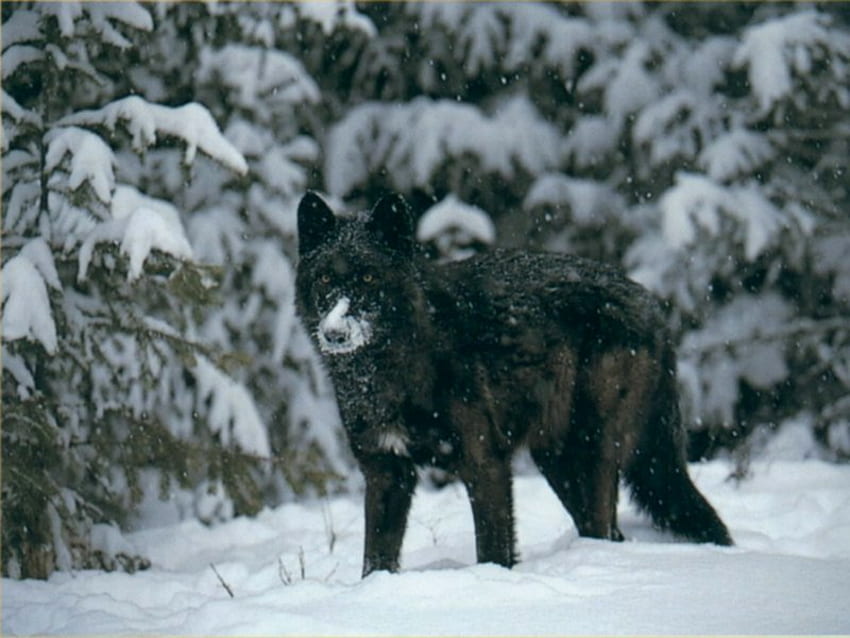 Serigala Hitam Di Salju!!!!, serigala, serigala putih, serigala hitam, serigala abu-abu, serigala coklat, pemimpin serigala, binatang, serigala merah, salju, alam Wallpaper HD