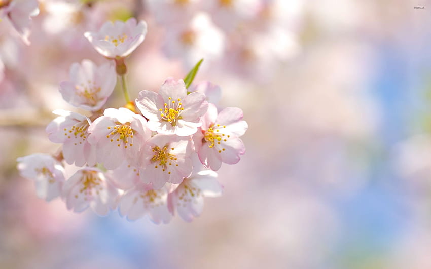 Pale pink cherry blossoms - Flower, Cherry Blossoms Flowers HD wallpaper