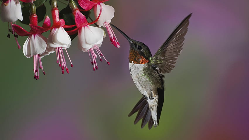 uccello della bellezza, uccello, graphy, colibrì, natura, fiori Sfondo HD