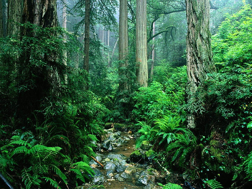 Hutan Hujan Tropis 1600×1200 Hutan Hujan (38 ). Menggemaskan. Hutan hujan, Hutan hujan, Hutan Wallpaper HD