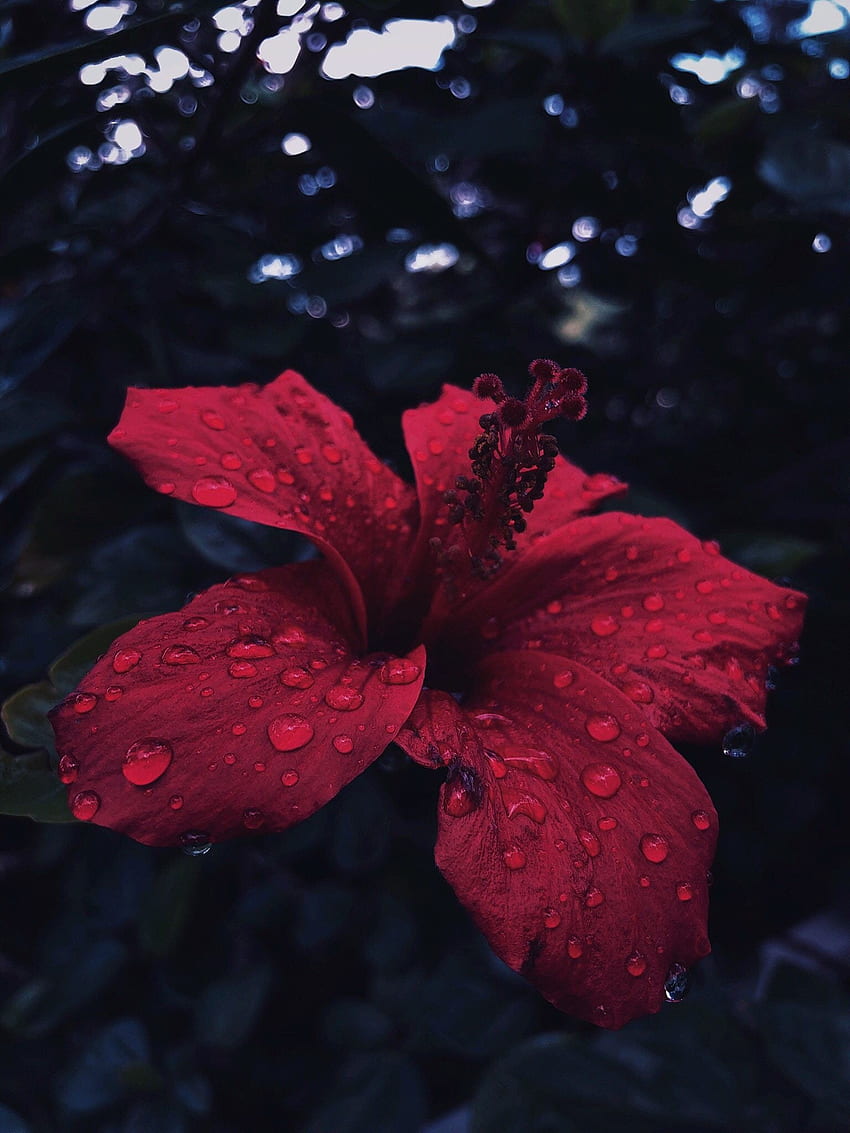 Hibiscus, flower, close up, water drops HD phone wallpaper