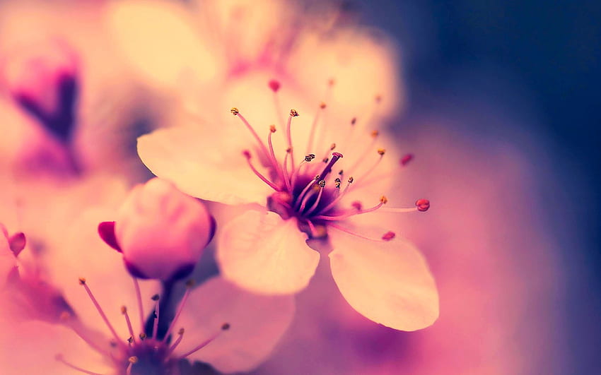 Bunga Sakura - Menyukai D Écran Fleur Wallpaper HD